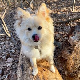 Sophie - Pomsky