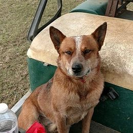 Australian Cattle Dogs from Shelbyland