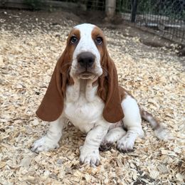 Iris - Red and white female Basset Hound puppy in Inman, Nebraska from Sandhill Hounds of Nebraska