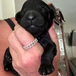 Girl 3 - Silver female Poodle puppy in Savannah, Georgia from Coastal Poodles