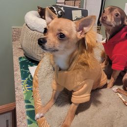 BB - Chihuahua