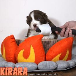 Australian Shepherd Puppies from Starlit Grove Australian Shepherds