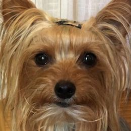 Leo - Yorkshire Terrier