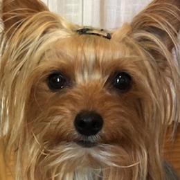 Leo - Yorkshire Terrier