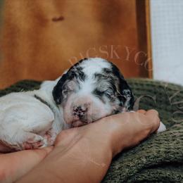 Cockapoo Puppies from Big Sky Cockapoos