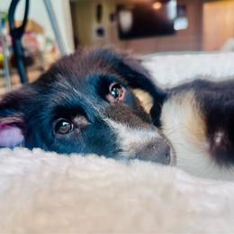 Trueman - Black tri male Miniature Australian Shepherd puppy in Wauchula, Florida from Sun & Moon Aussies