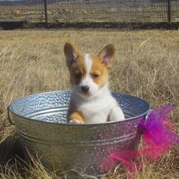 Pembroke Welsh Corgi Puppies from Loves Classic Corgis