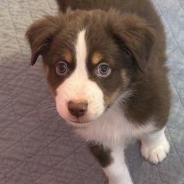 Boy 3 - Red tri male Miniature Australian Shepherd puppy in Corydon, Indiana from Arbuckle’s Lookin Good Aussies (LGA)