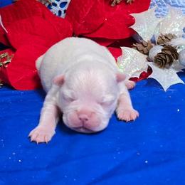 Snow White Boy - Seal and white male Boston Terrier puppy in Corsicana, Texas from JT Bostons