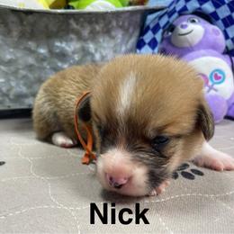 Nick - Red male Pembroke Welsh Corgi puppy in Apison, Tennessee from Ashmore Corgis