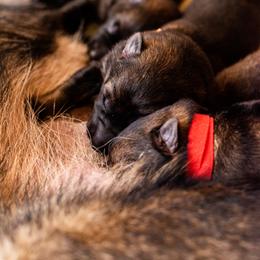 German Shepherd Puppies from MCX K9