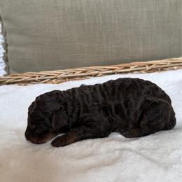 Girl 3 - Chocolate female Goldendoodle puppy in Valley Farms, Arizona from Gall’s Doodle Ranch