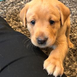 Labrador Retriever Puppies from Britt Turner