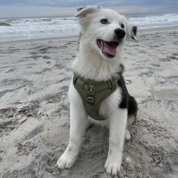 "Sailor" Aussiedoodle and Australian Shepherd Puppies from Dark Water Standards