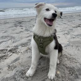 "Sailor" Aussiedoodle and Australian Shepherd Puppies from Dark Water Standards