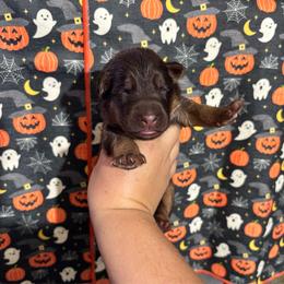 Girl 4 - Liver female German Shepherd puppy in Watervliet, Michigan from M&M Shepherd Farms