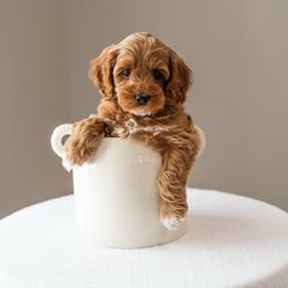 Kiko - Red and white male Cockapoo puppy in Altamonte Springs, Florida from The Perks of Pups
