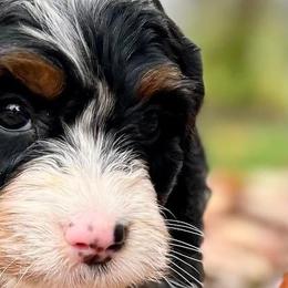 Bernedoodles and Bernese Mountain Dogs from Butter Cup Pups and Paws