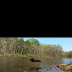 Boykin Spaniel All Grown Up from DrWatson Boykin Spaniels