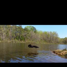 Boykin Spaniel All Grown Up from DrWatson Boykin Spaniels
