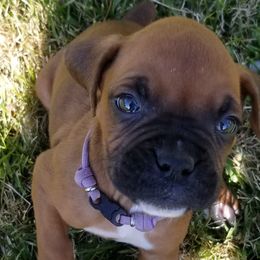 Boxer and Shih Tzu Puppies from Super City Kennels