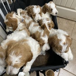 Goldendoodle Puppies from Kennedy Doodles