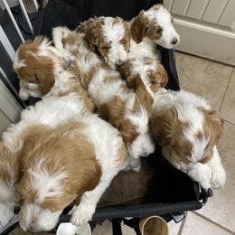 Goldendoodle Puppies from Kennedy Doodles