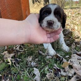 English Springer Spaniel Puppies from Cedar Ridge Kennels