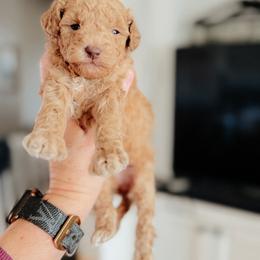 Flicker - Red  female Poodle puppy in Caldwell, Idaho from Boise Doodle Co.