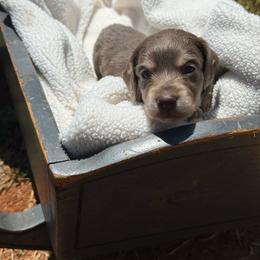 Spirit - Blue and cream male Dachshund puppy in Pontotoc, Mississippi from Toddy Kennels