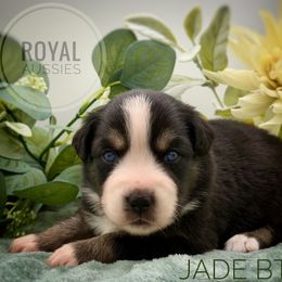 Jade - Black tri-color female Australian Shepherd puppy in Petersburg, Indiana from Royal Aussie’s