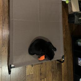Labrador Retriever Puppies from J and D Retrievers