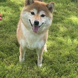 Kiwi - Red female Shiba Inu puppy in Winthrop, Minnesota from Kayobi Shibas