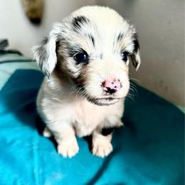 Espresso - Blue merle and white female American Corgi puppy in Bayard, Nebraska from Puppies by Alies