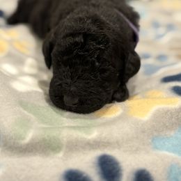 Goldendoodle and Poodle Puppies from Southern Stroll Poodles & Doodles
