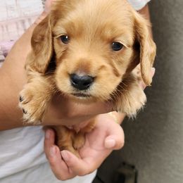 Lenny - Red male Dachshund puppy in Artesia, California from Woodie Weens