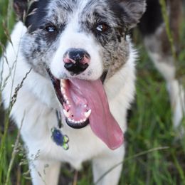 Border Collies from Bear Hollow Border Collies