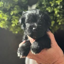 Green Boy - Black male Miniature Schnauzer puppy in Oneonta, Alabama from Murphree Valley Kennels