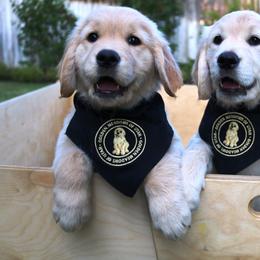 Golden Retriever Puppies from Golden Meadows of Utah