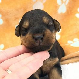 Honey - Black and tan female Welsh Terrier puppy in West Plains, Missouri from Sycamore Ridge Puppies