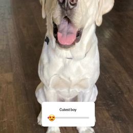 Labrador Retriever All Grown Up from Five Star Labradors