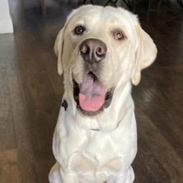 Labrador Retriever All Grown Up from Five Star Labradors
