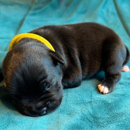 Yellow Collar - Black and white male Staffordshire Bull Terrier puppy in Princeton, Minnesota from Thor’s Beagles & Maha’s Staffy