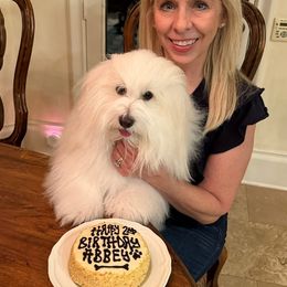 Coton de Tulear Puppies from Marnac