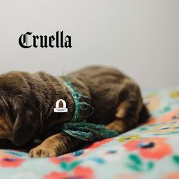 Cruella - Liver and tan female Bloodhound puppy in Wamego, Kansas from Flint Hills Hounds