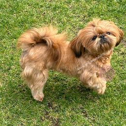 Hazel - Shih Tzu