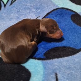 Ozzy - Chocolate and rust male Miniature Pinscher puppy in Grove, Oklahoma from K&J's Min Pins Of Grand Lake