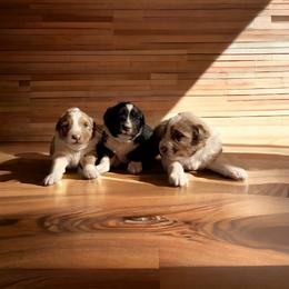 English Shepherd and Miniature Australian Shepherd Puppies from Ranch Dog Pups