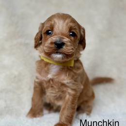 Munchkin - Red female Australian Labradoodle puppy in Londonderry, New Hampshire from Granite State Labradoodles