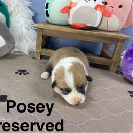 Posey - Sable female Pembroke Welsh Corgi puppy in Apison, Tennessee from Ashmore Corgis